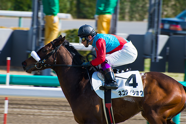 中山競馬場で競馬撮影: ロードバイクと一眼レフ